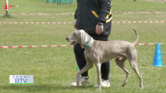 1. ročník súťaže Rally Obedience v Mokroluhu