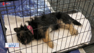 Veterinári očkovali, čipovali aj kastrovali