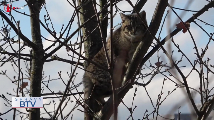 Záchrana uviaznutej mačky na strome