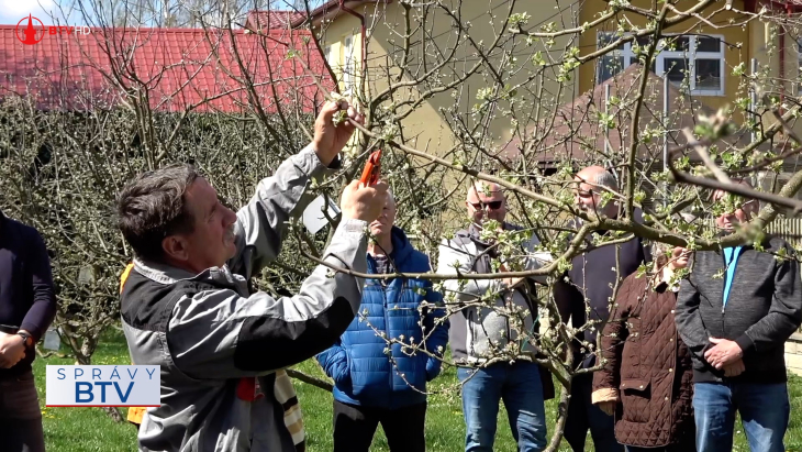 Rez ovocných stromov v apríli?