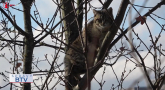 Záchrana uviaznutej mačky na strome